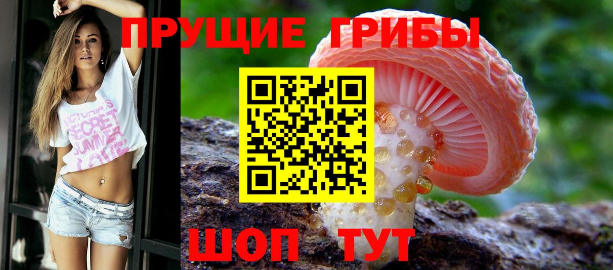 Галлюциногенные грибы Psilocybine cubensis Новороссийск